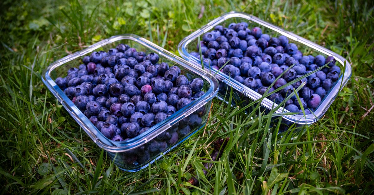 découvrez les bienfaits des aliments antioxydants pour protéger votre santé, renforcer votre système immunitaire et combattre le vieillissement cellulaire.