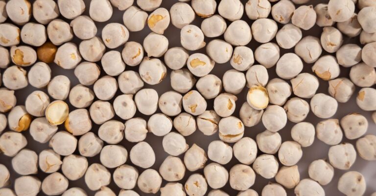 découvrez les protéines d'origine végétale, une alternative saine et durable pour une alimentation équilibrée et respectueuse de l'environnement.